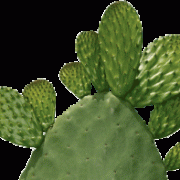 Nopal Cactus